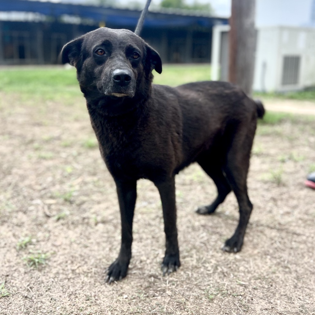 ALMA - Shepherd / Mixed Breed (Medium) available for adoption