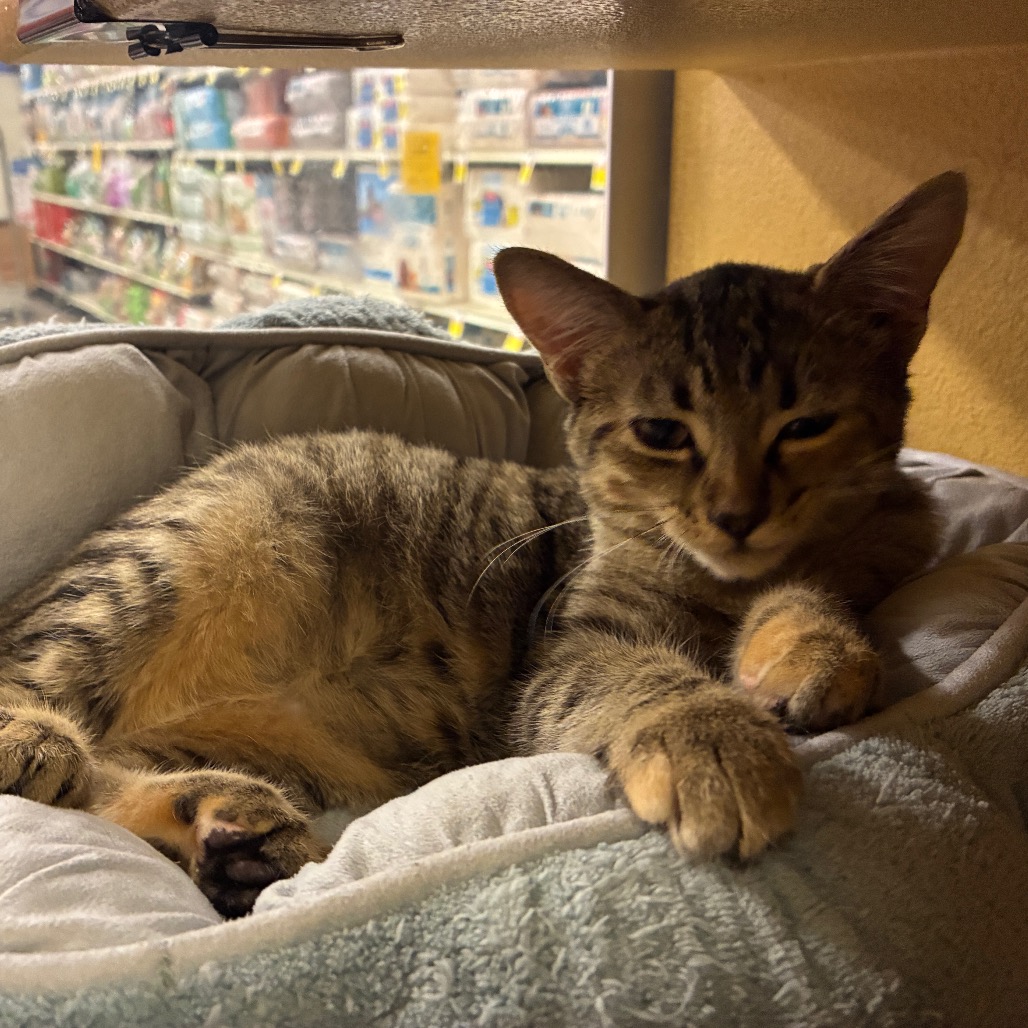 ABBY, photo 34