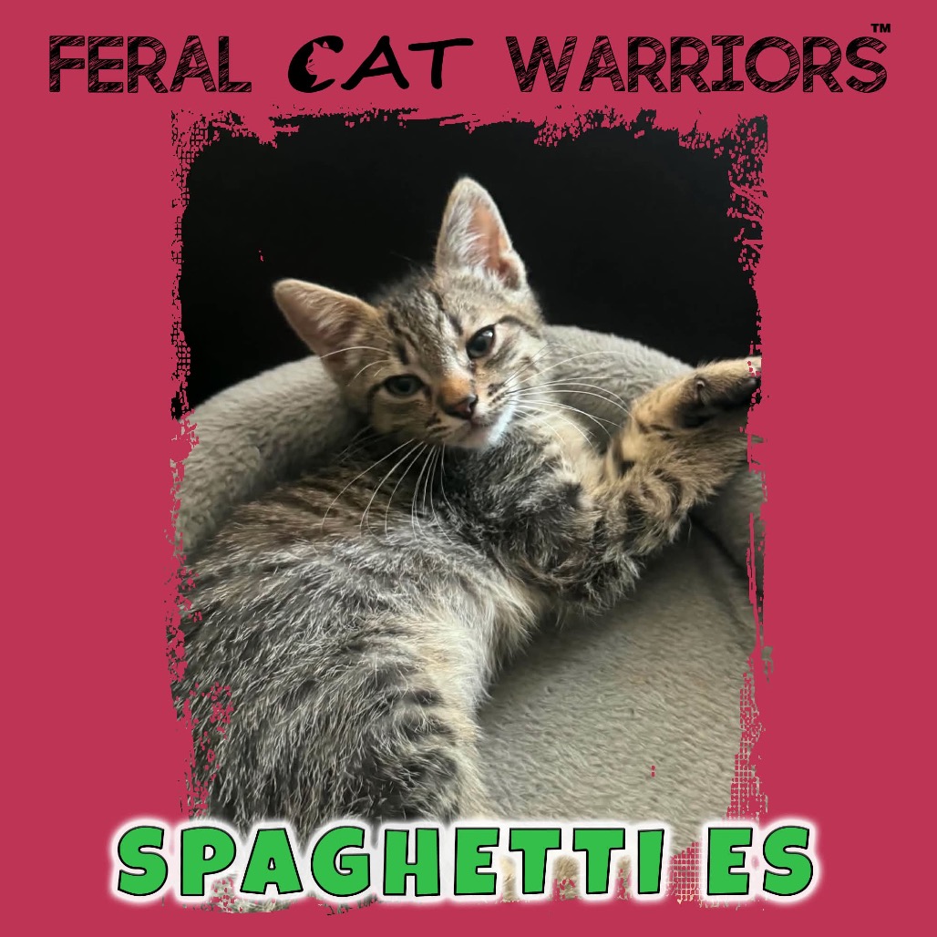 Spaghetti ES