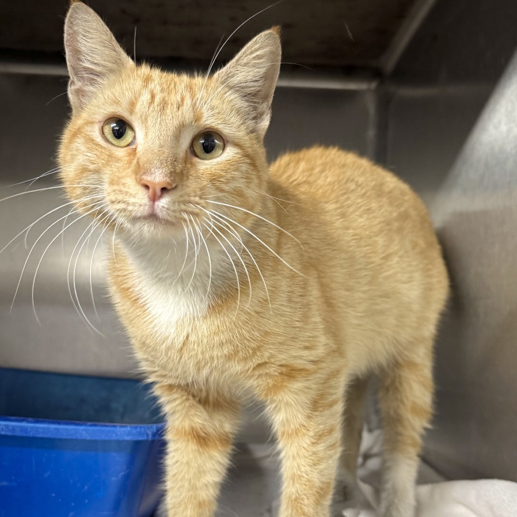 PENSKE - Domestic Shorthair available for adoption