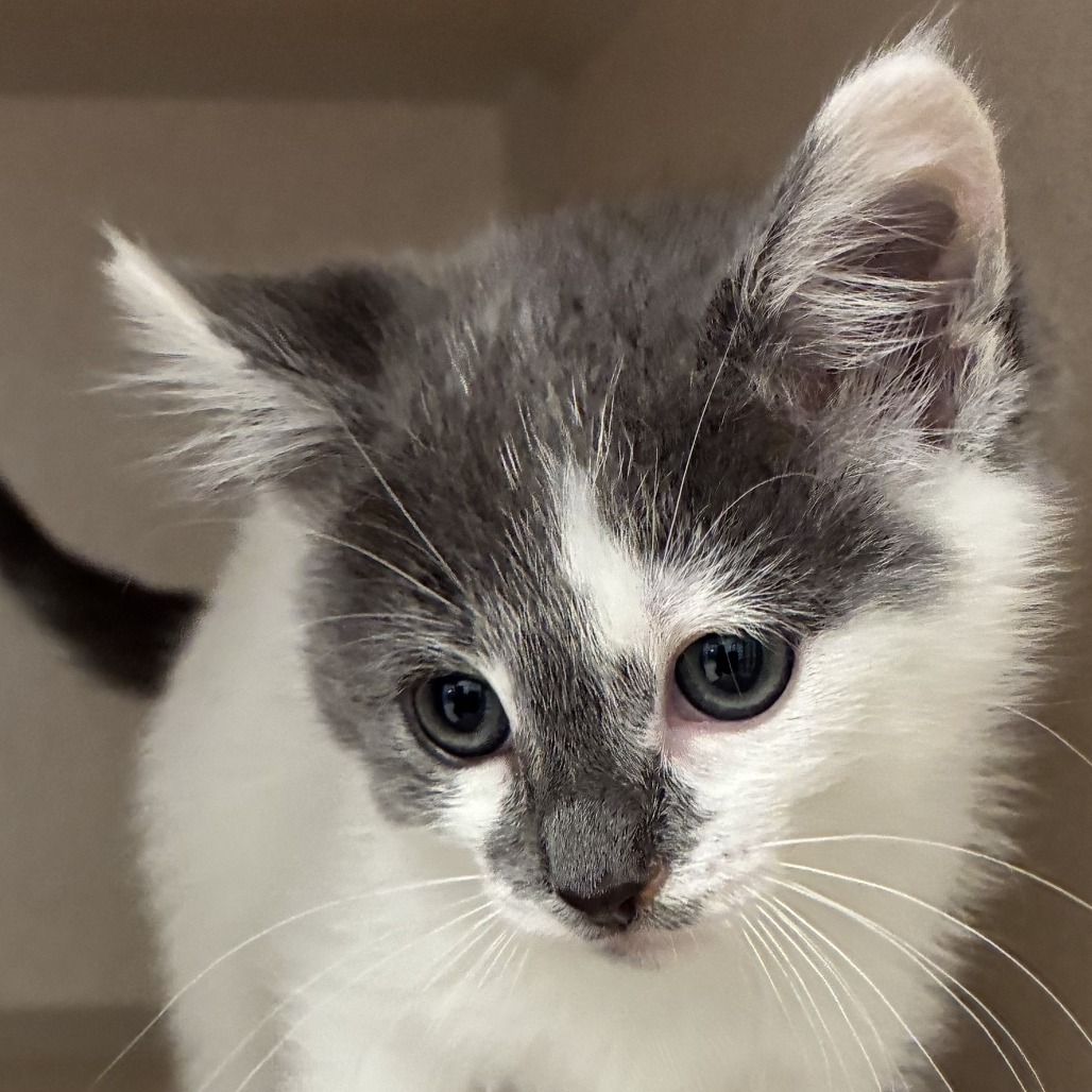 Cindy Lou Who - Domestic Shorthair