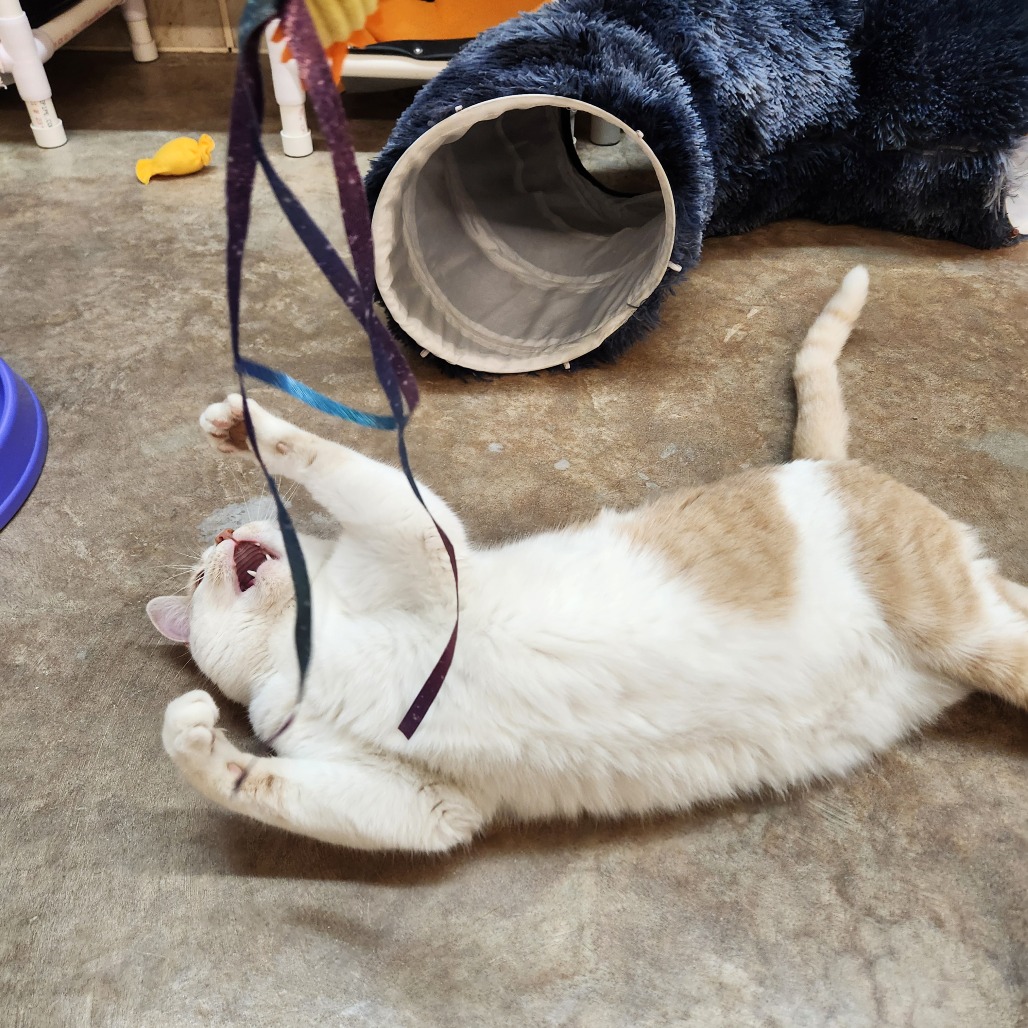 Bobcat — thumbnail 2