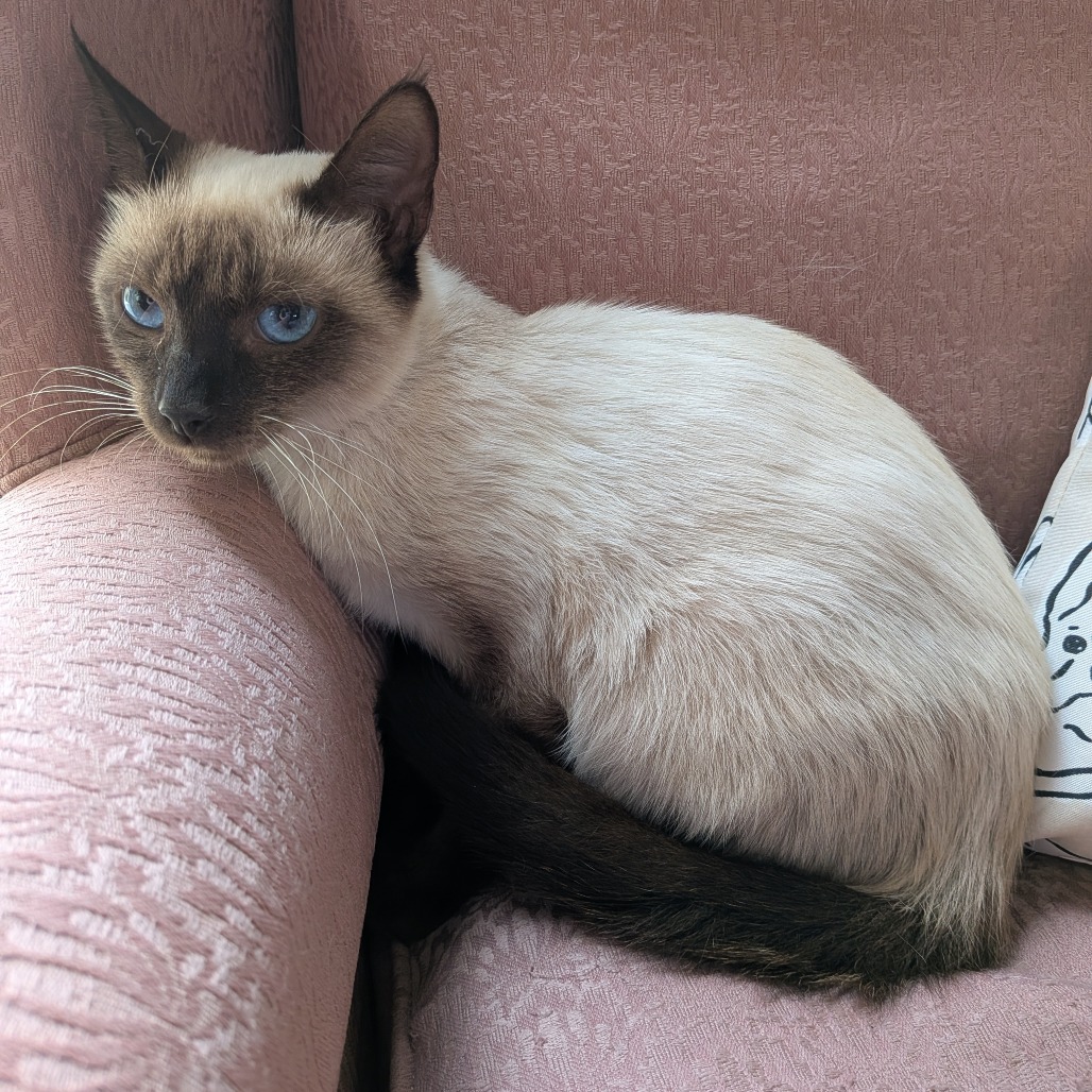 Cinnamon, photo 2