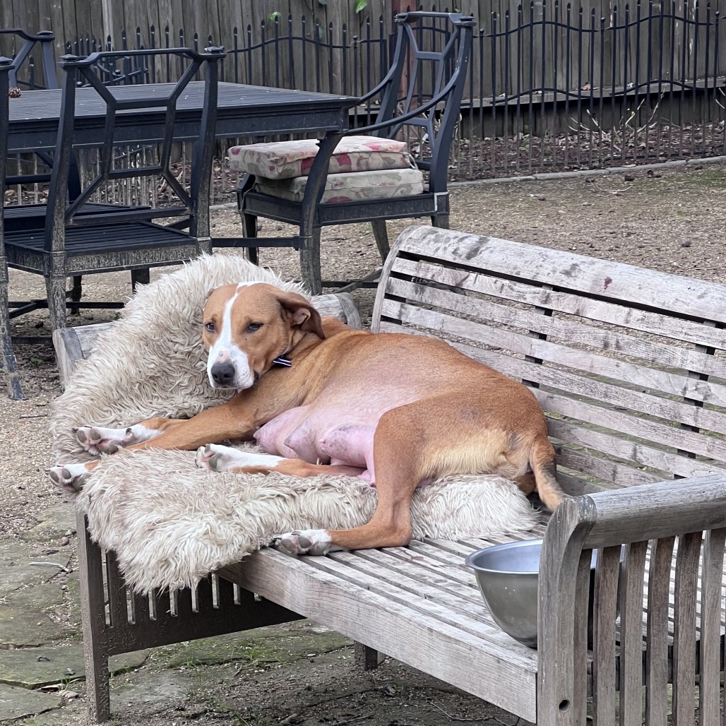 Clover — thumbnail 5