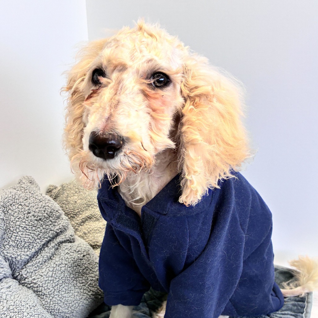 PIP - Poodle / Mixed Breed (Medium) available for adoption