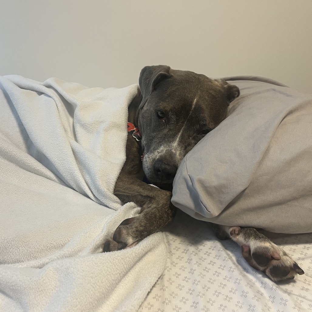 Luna may