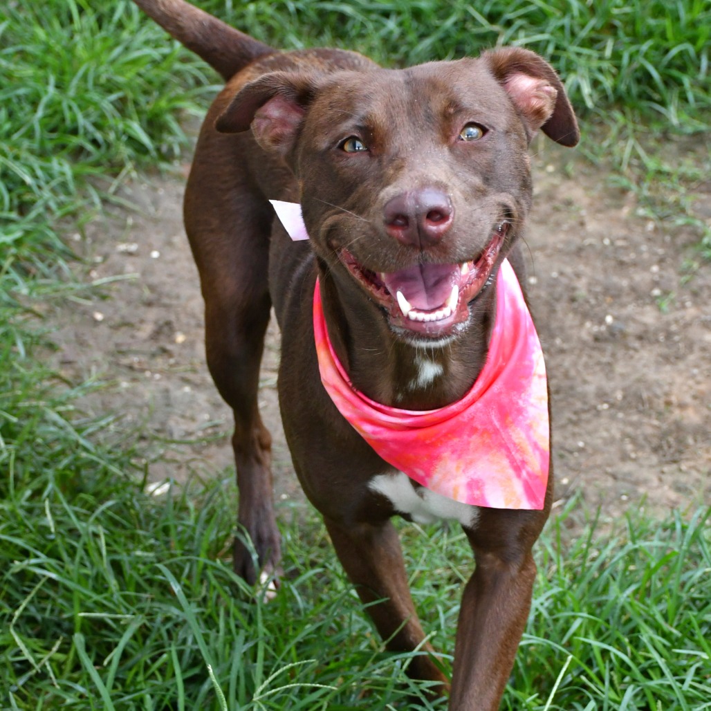BEA - Terrier, Pit Bull / Retriever, Labrador available for adoption