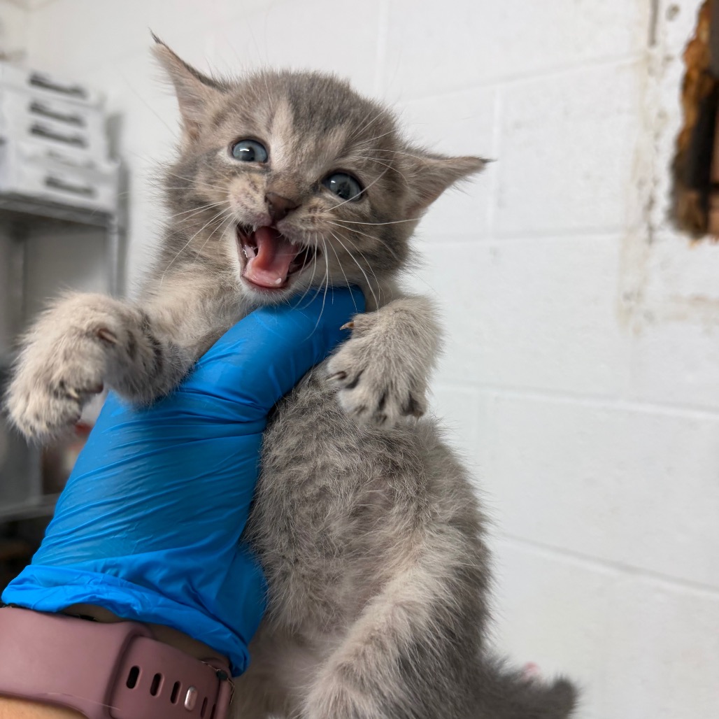 EGGO - Domestic Shorthair available for adoption