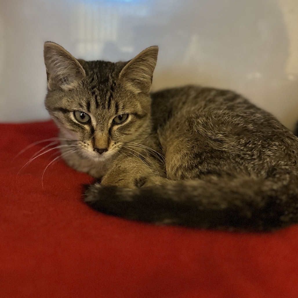 CEDAR - Domestic Shorthair available for adoption
