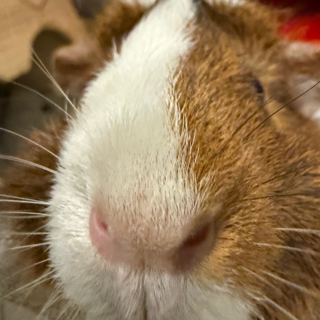 Photo of Olive (& Potato) 4