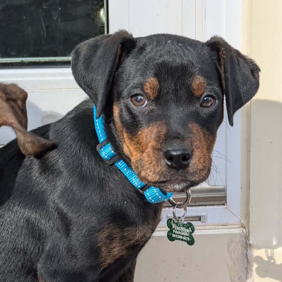 SNOOPS - Hound / Plott for adoption in Silver Spring