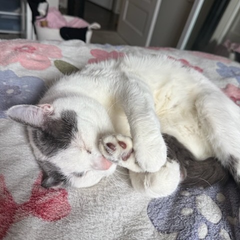 Fawn--In Foster, photo 9