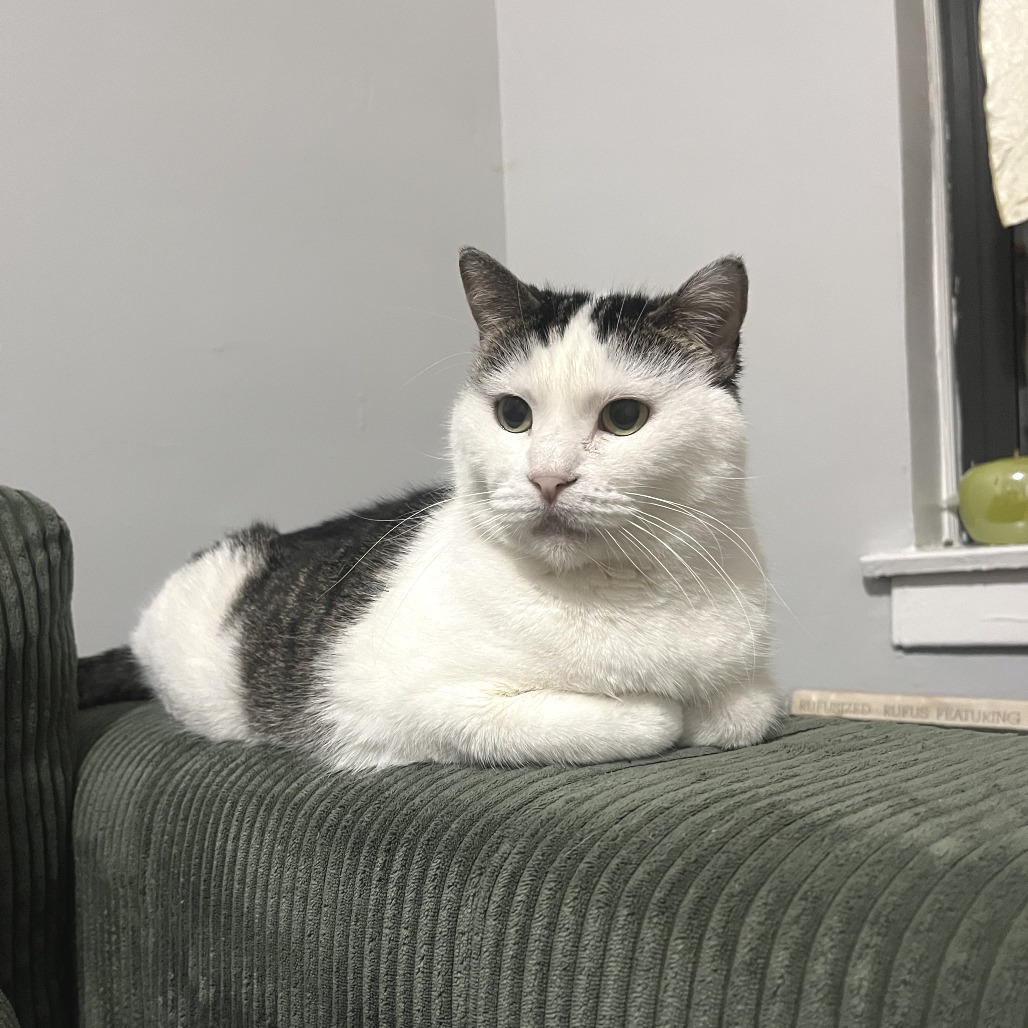 Rabi — thumbnail 3