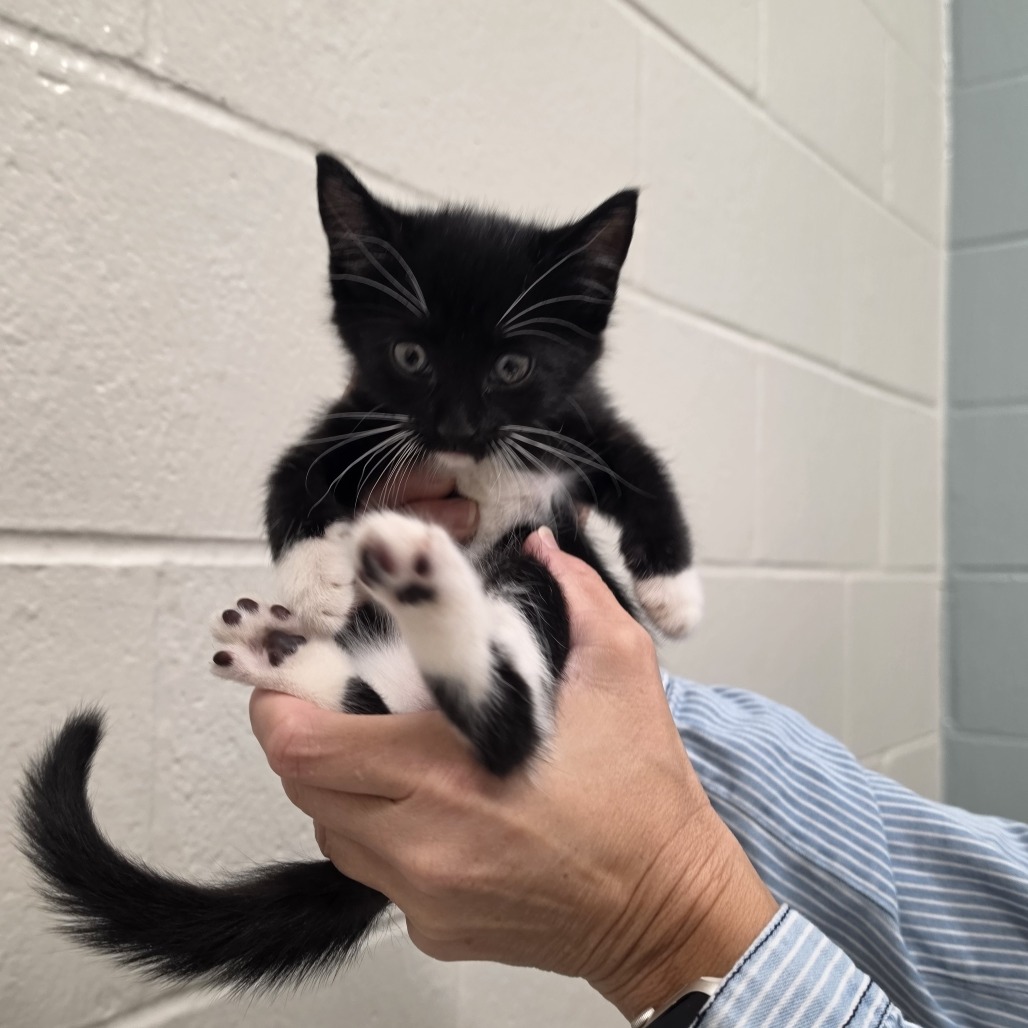 ANNABELLE - Domestic Shorthair available for adoption