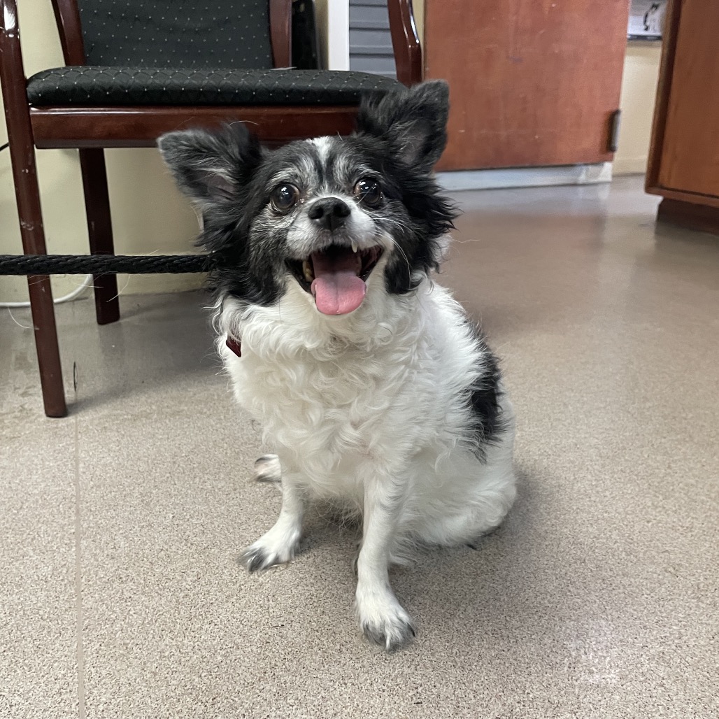 Gracie