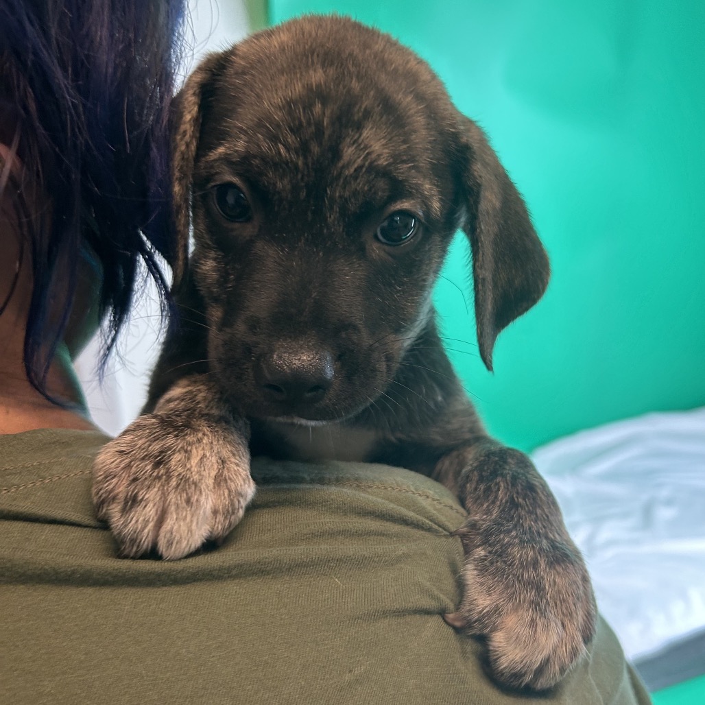 CYPRESS - Hound / Mix available for adoption