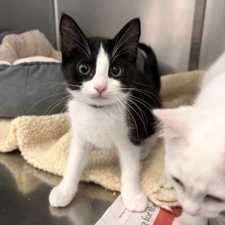 AGATHA (PURPLE) - Domestic Shorthair available for adoption