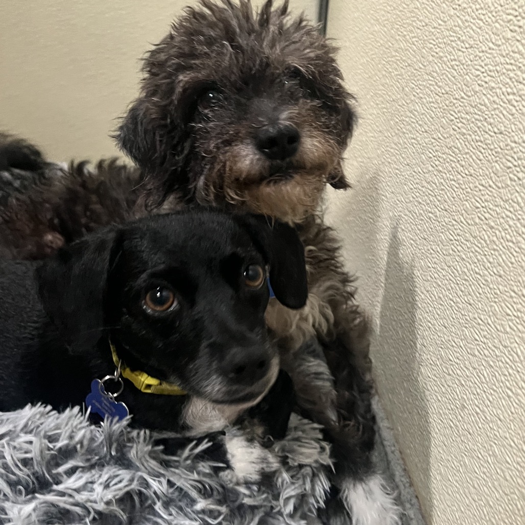Star (bonded with Twinkle) - Costa Mesa Location, photo 17