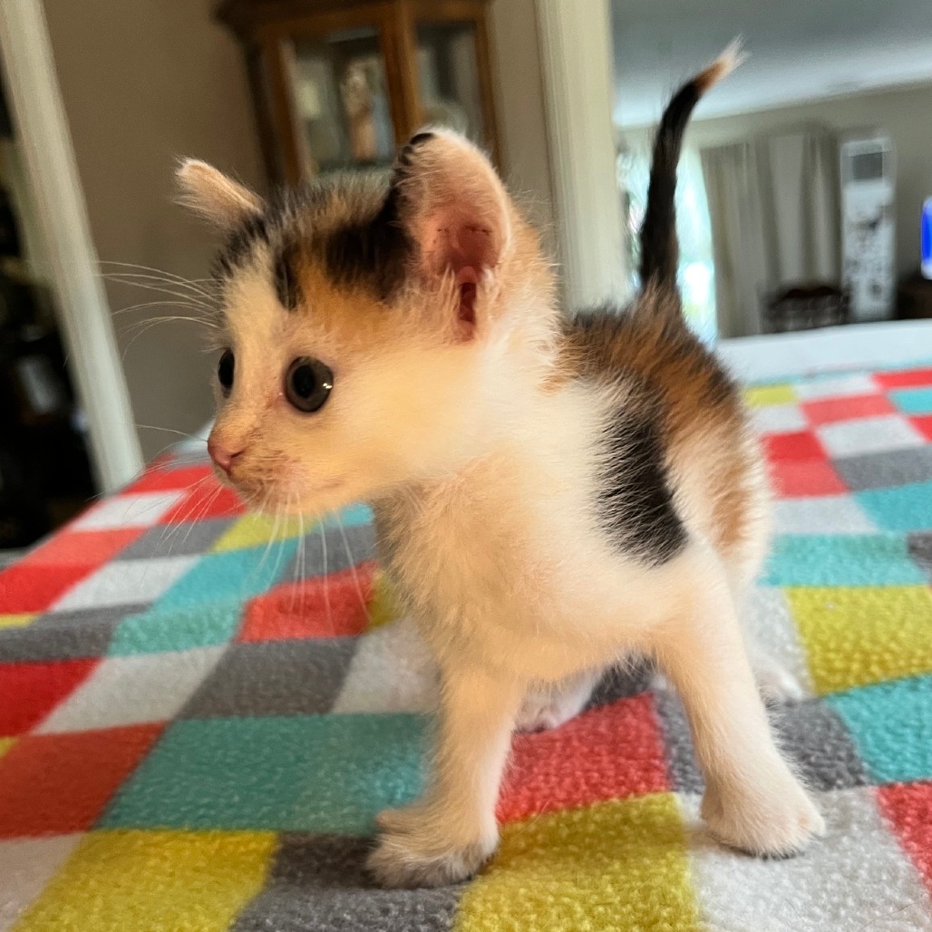 Ginger, photo 2