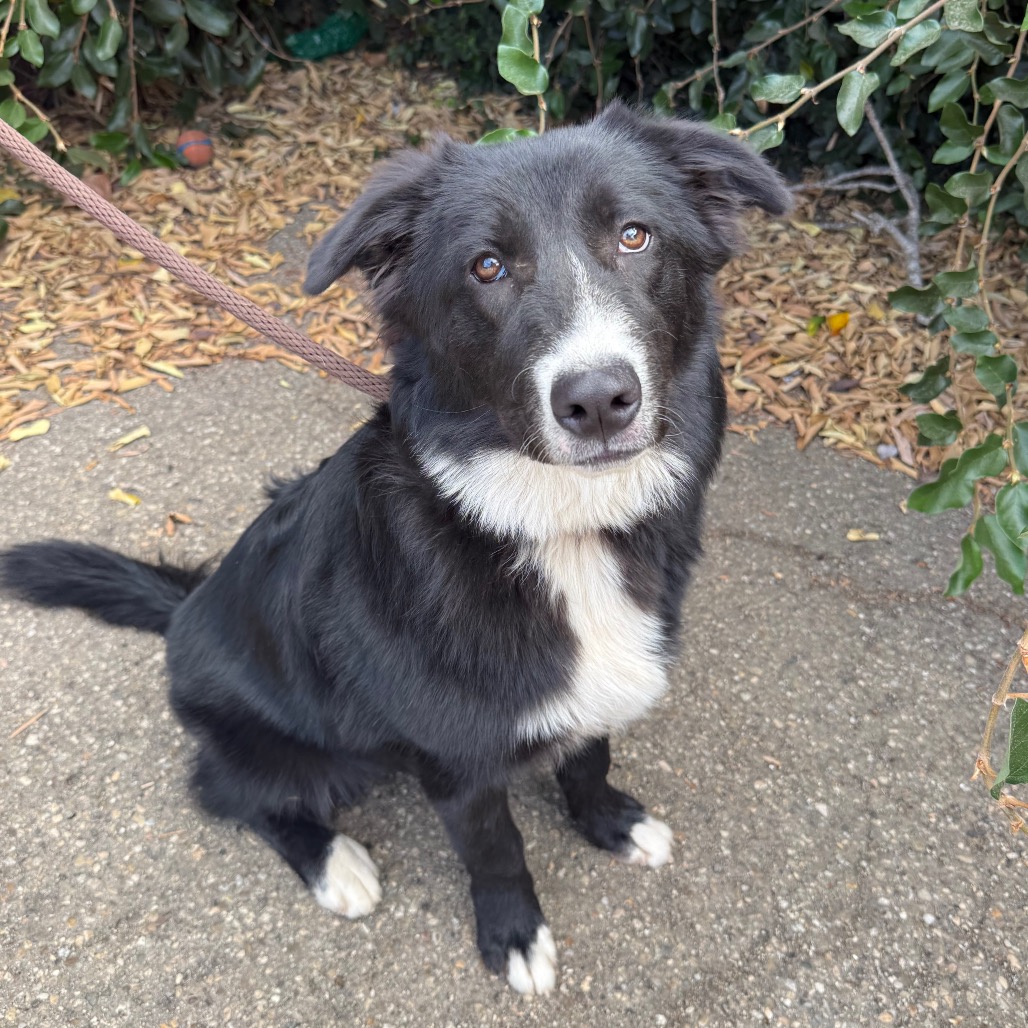 Scout, photo 10