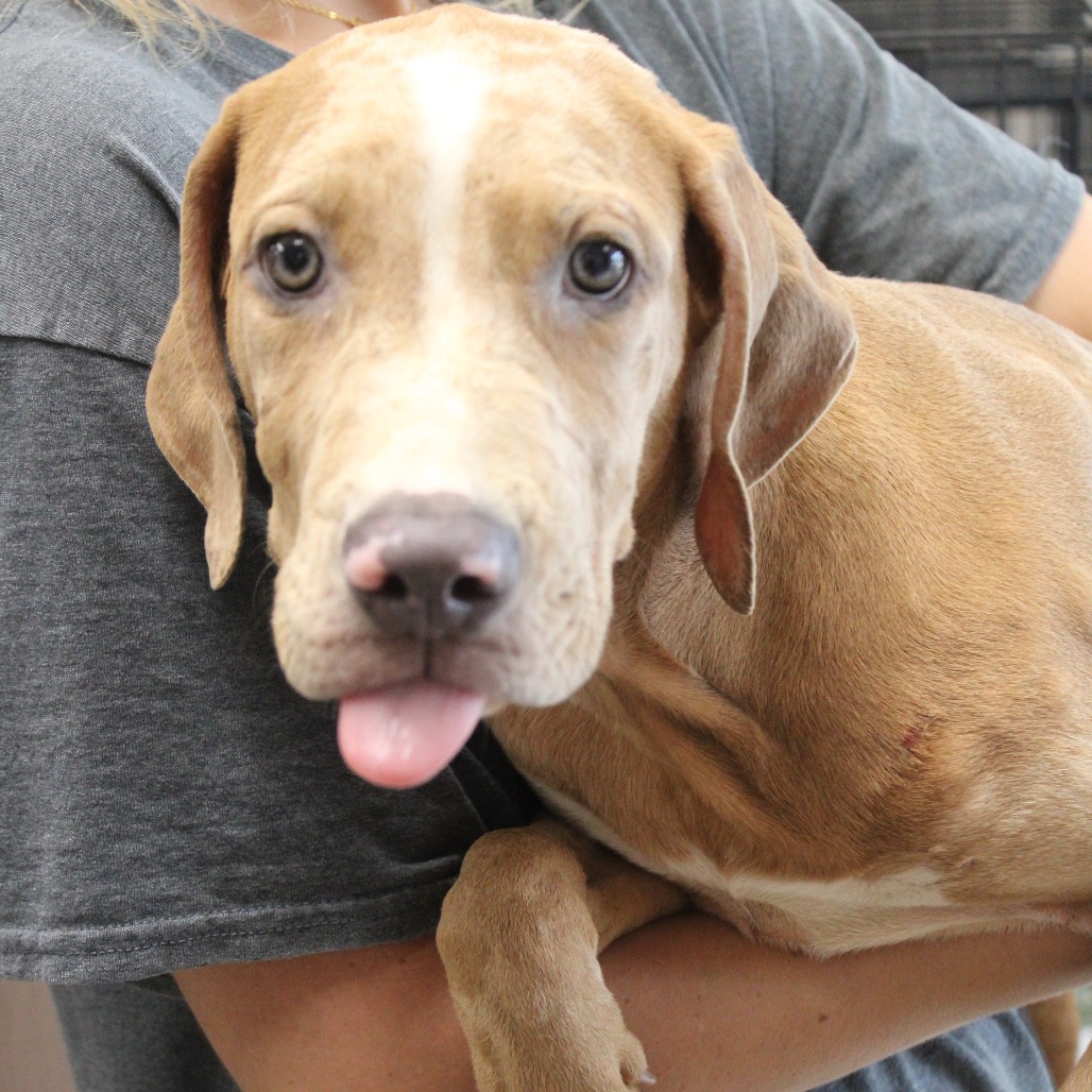 COPPER - Catahoula Leopard Dog / Mix available for adoption