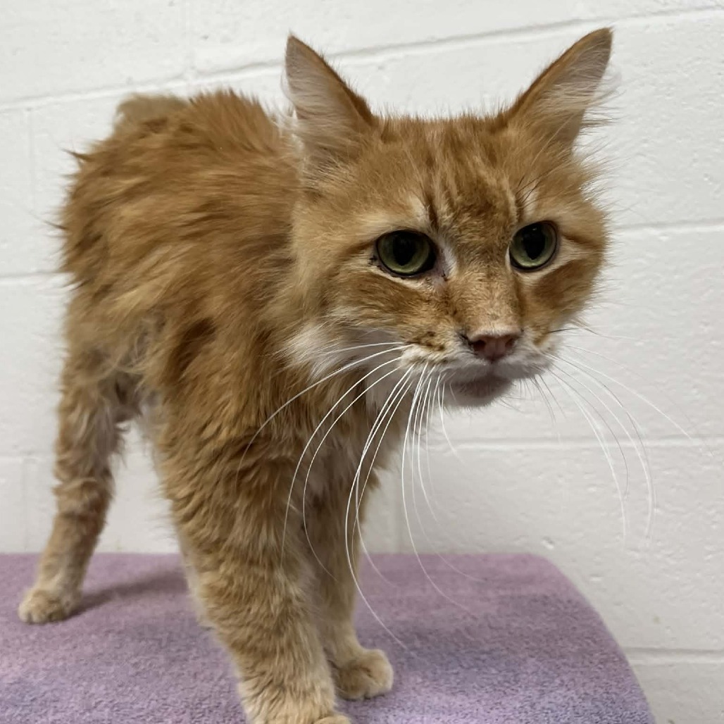 Ferdinand — thumbnail 2