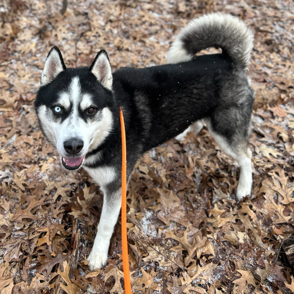 Chico is available for adoption at Kent County Animal Shelter