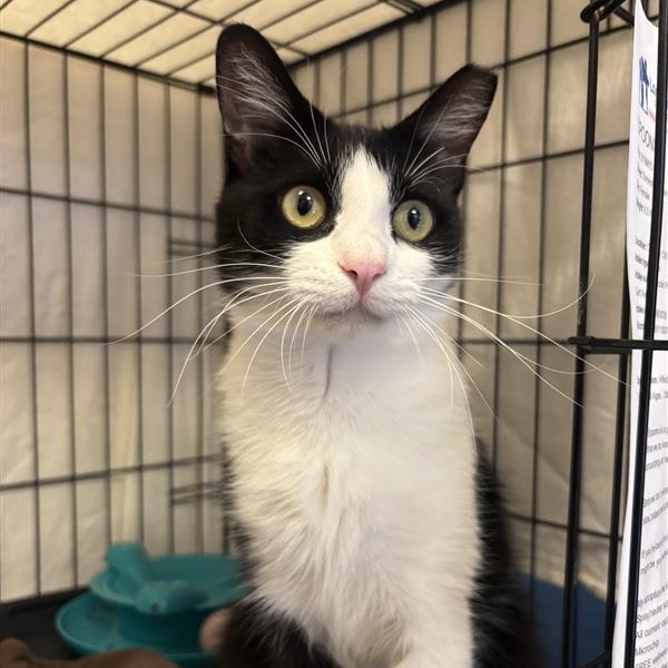 Spoons: Female 44 Domestic Shorthair