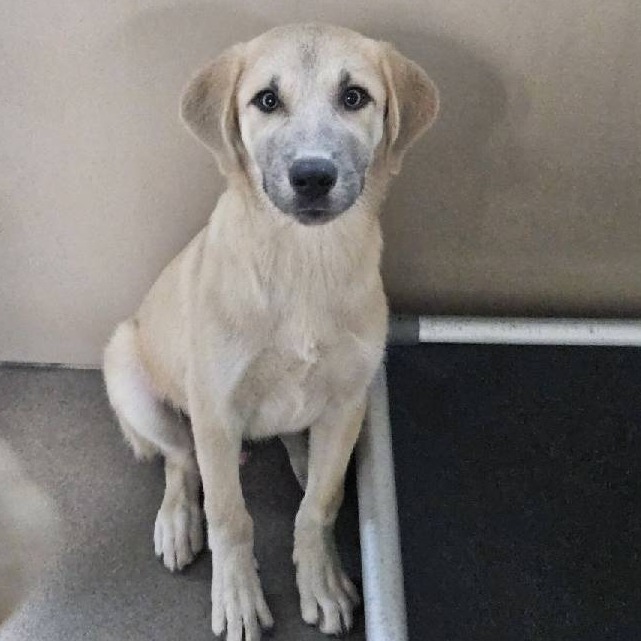 Kennel#30b Beethoven's preview photo