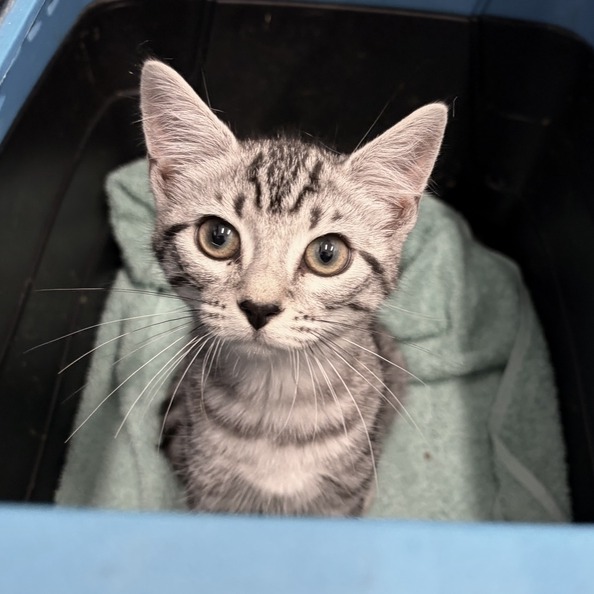 BIJIN - Domestic Shorthair available for adoption