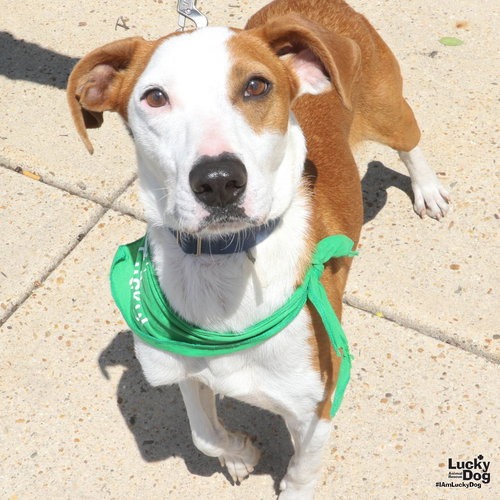 RANDY - Pointer / Shepherd available for adoption