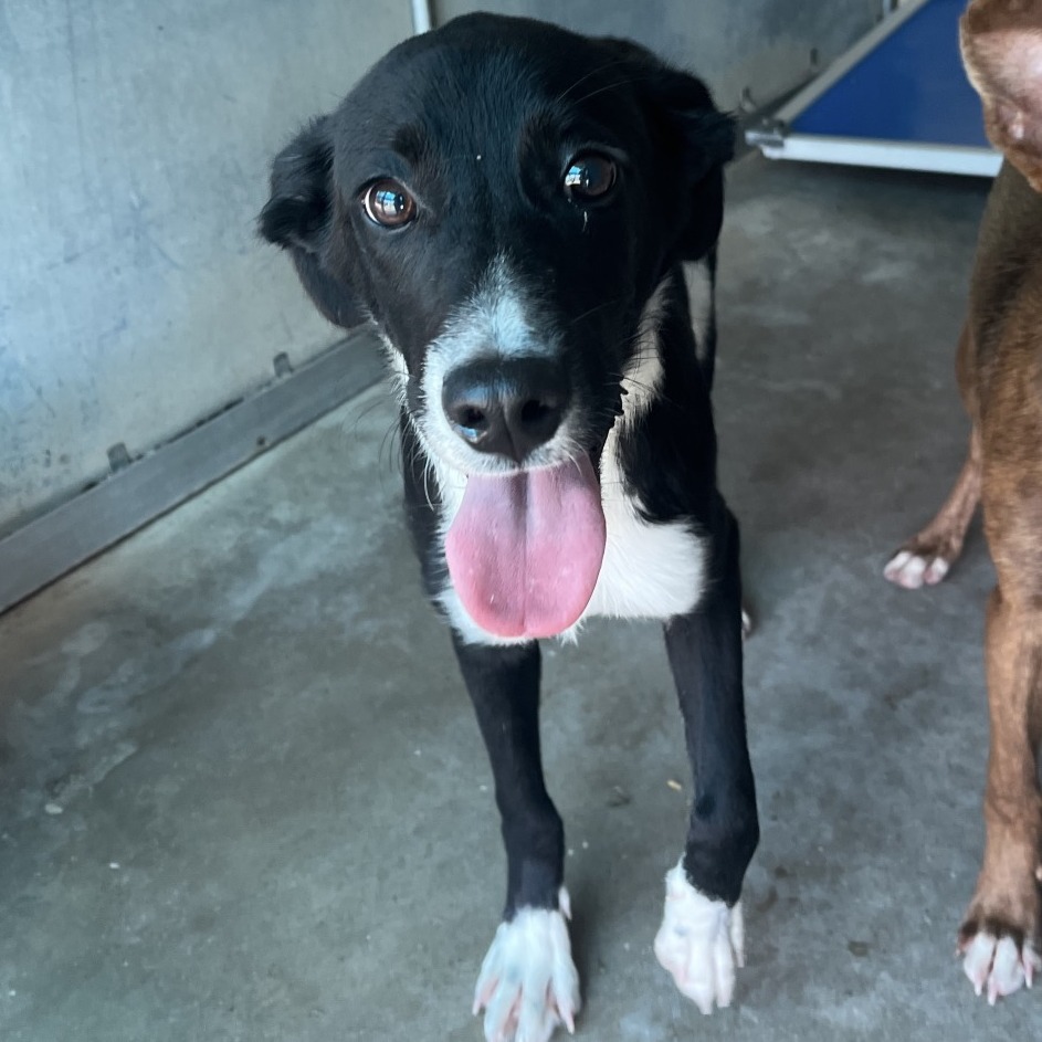 NEWT - Shepherd / Mixed Breed (Medium) available for adoption