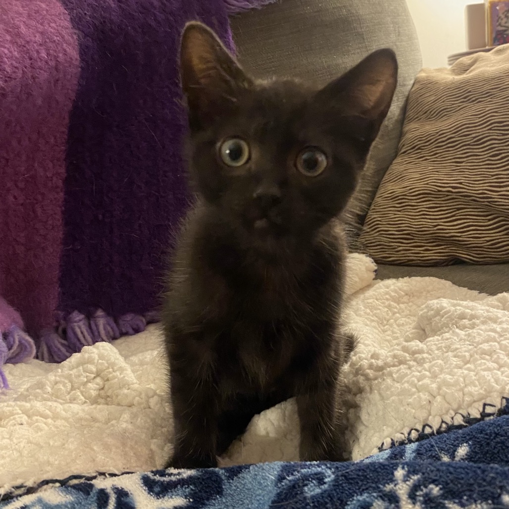 OVIS - Domestic Shorthair for adoption in Sandy Springs