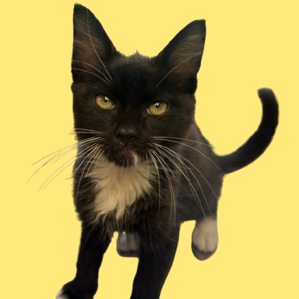 Tusc Stray 81420 2
