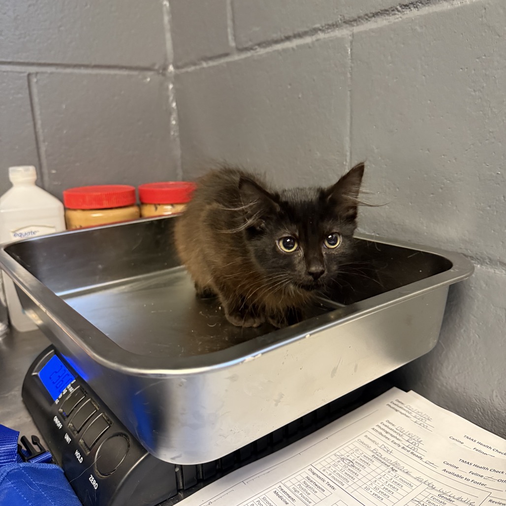 Tusc Stray 84789 2