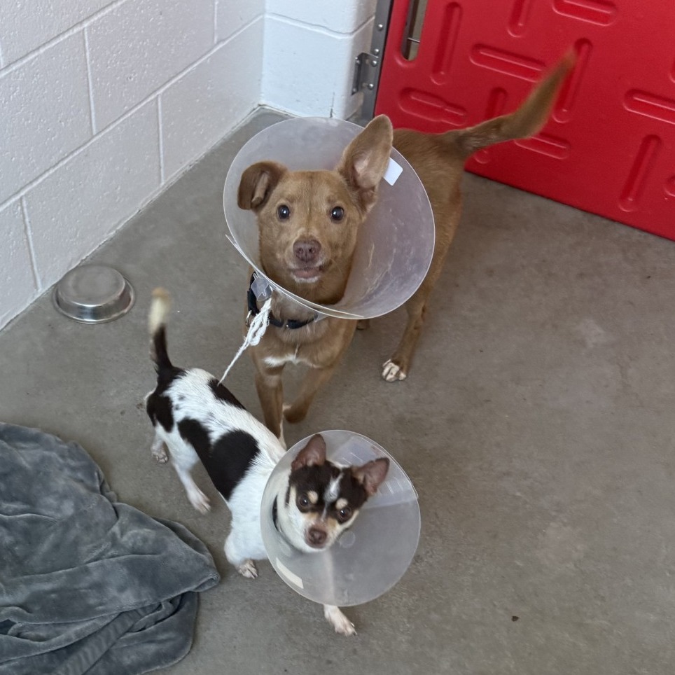 Photo of Aussie and Zeplin