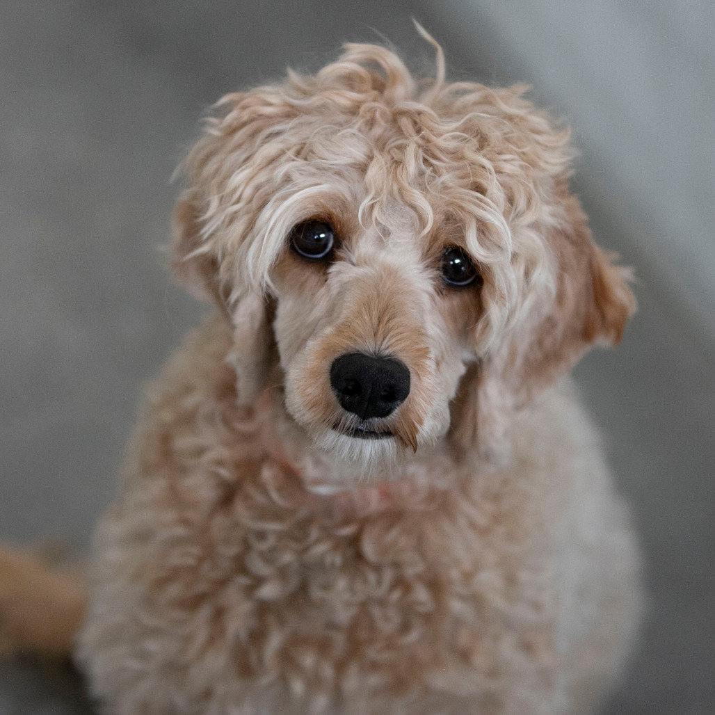 OLLIE POP (AG26-179) - Spaniel, Cavalier King Charles / Poodle, Miniature available for adoption