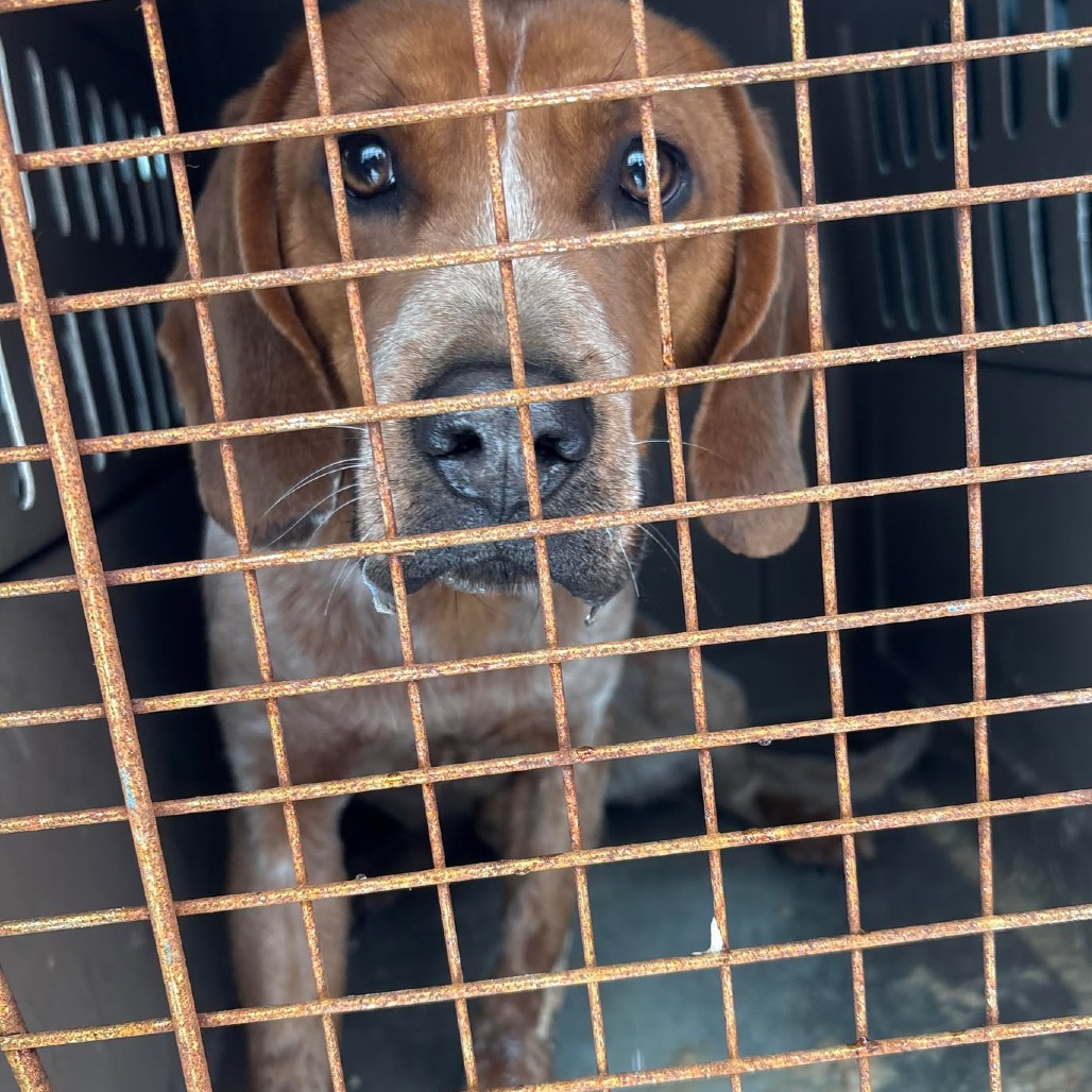 Yoda — thumbnail 2