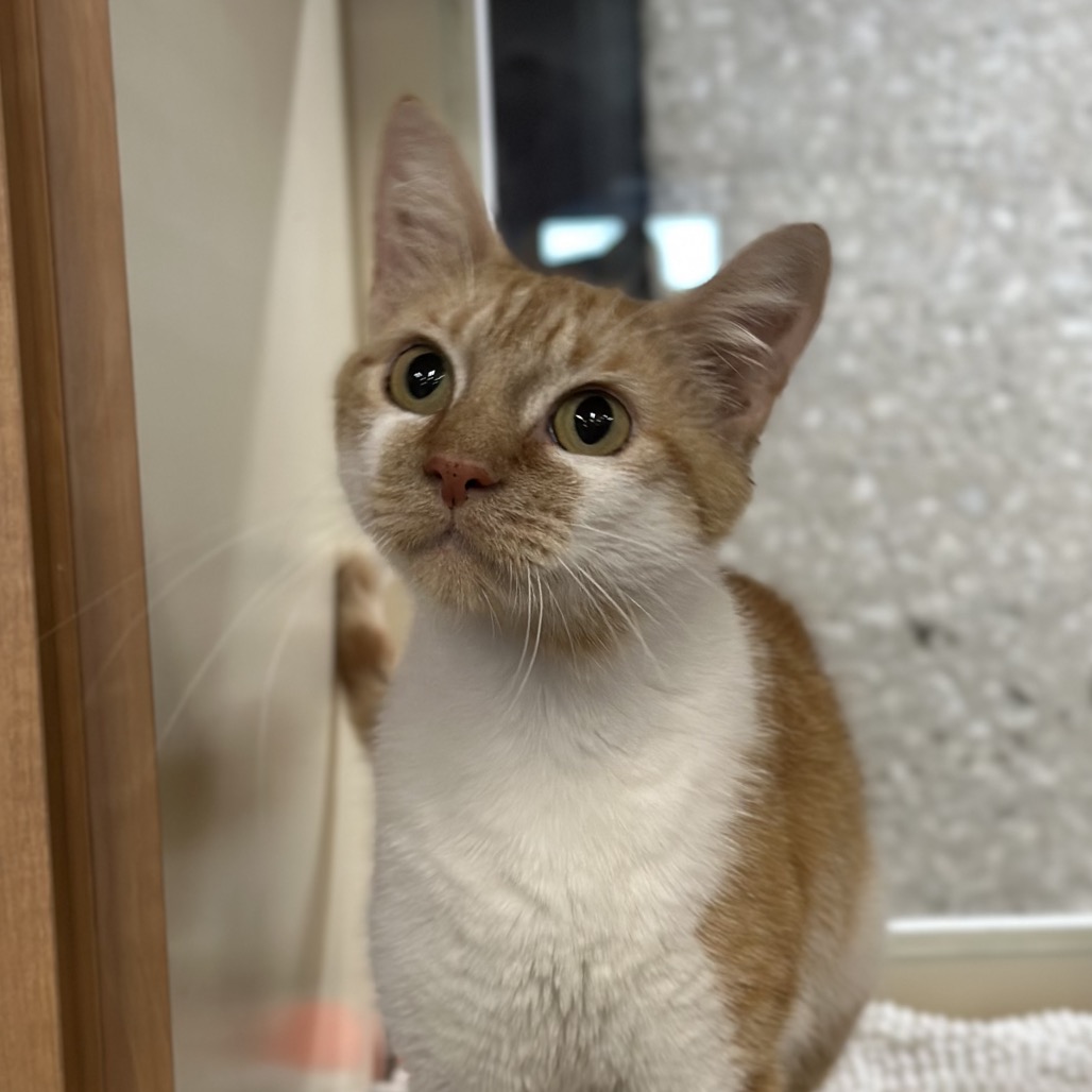 Ms. Ginger