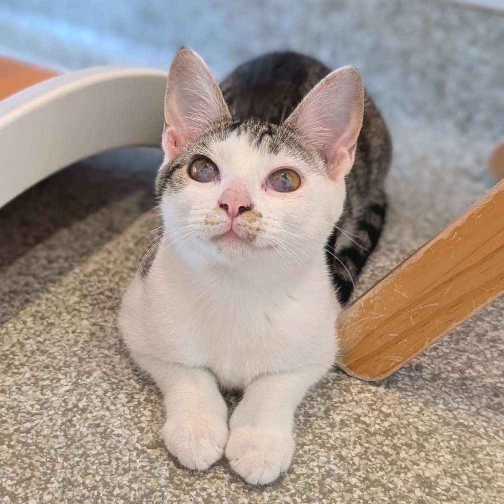 FAIRY GODMOTHER - Domestic Shorthair available for adoption