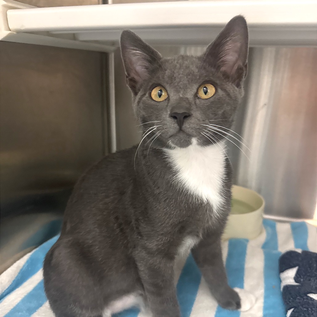 MR.305 - Domestic Shorthair available for adoption