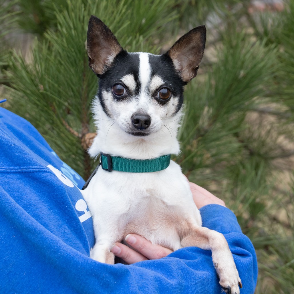 Junebugg is available for adoption at Happy Bark