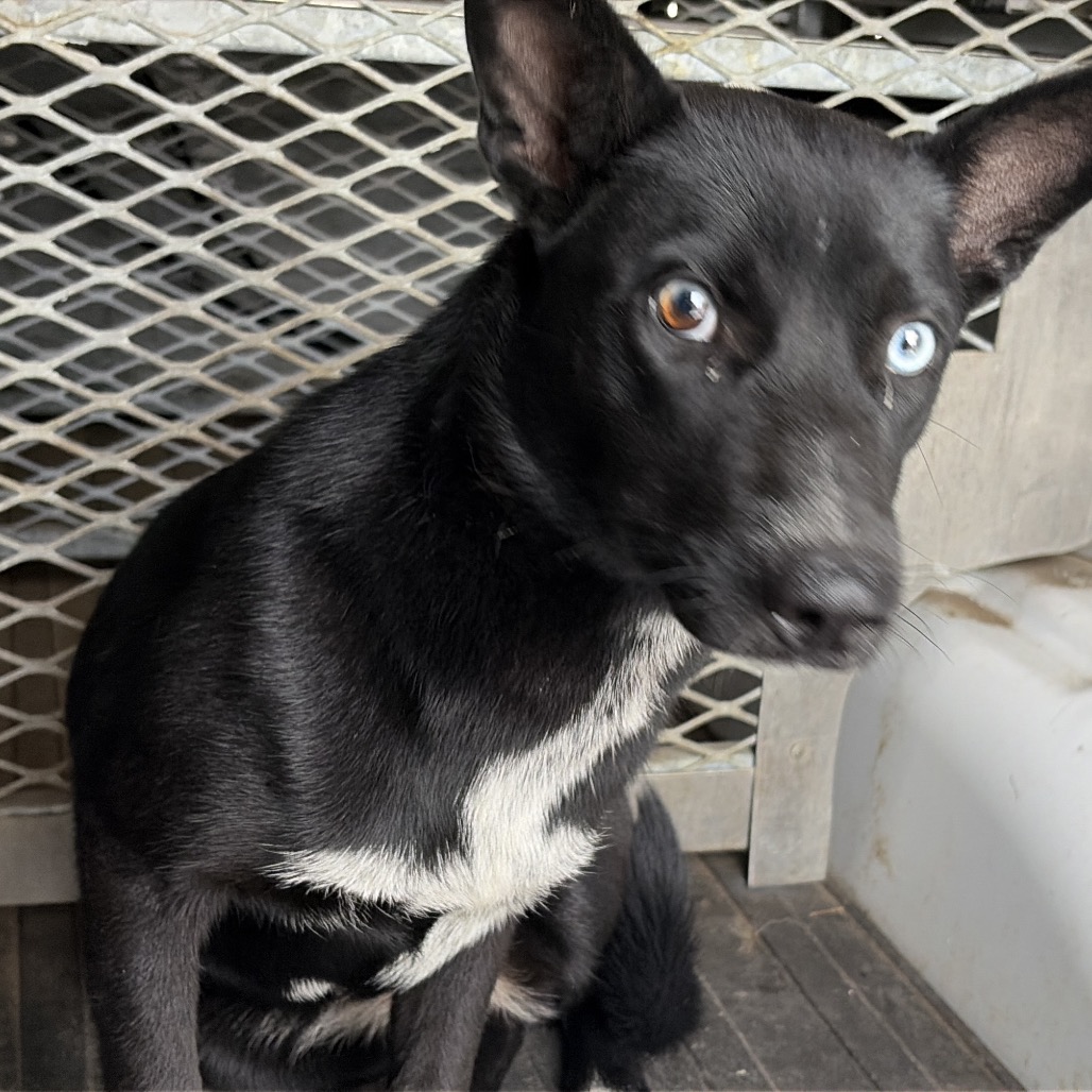 DAPHNE - Husky / Mix available for adoption