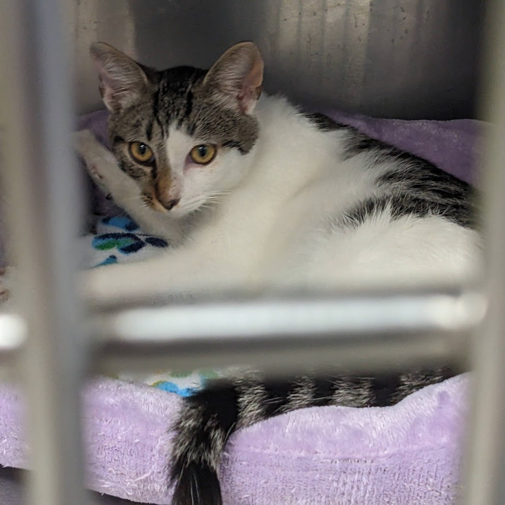 Ooglecat Rescue Gadget is available for adoption at Lost Dog & Cat Rescue Foundation