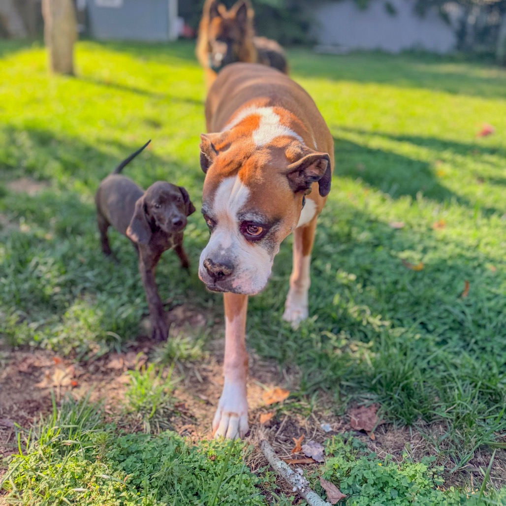 Rebecca Pup - Bianca, photo 8