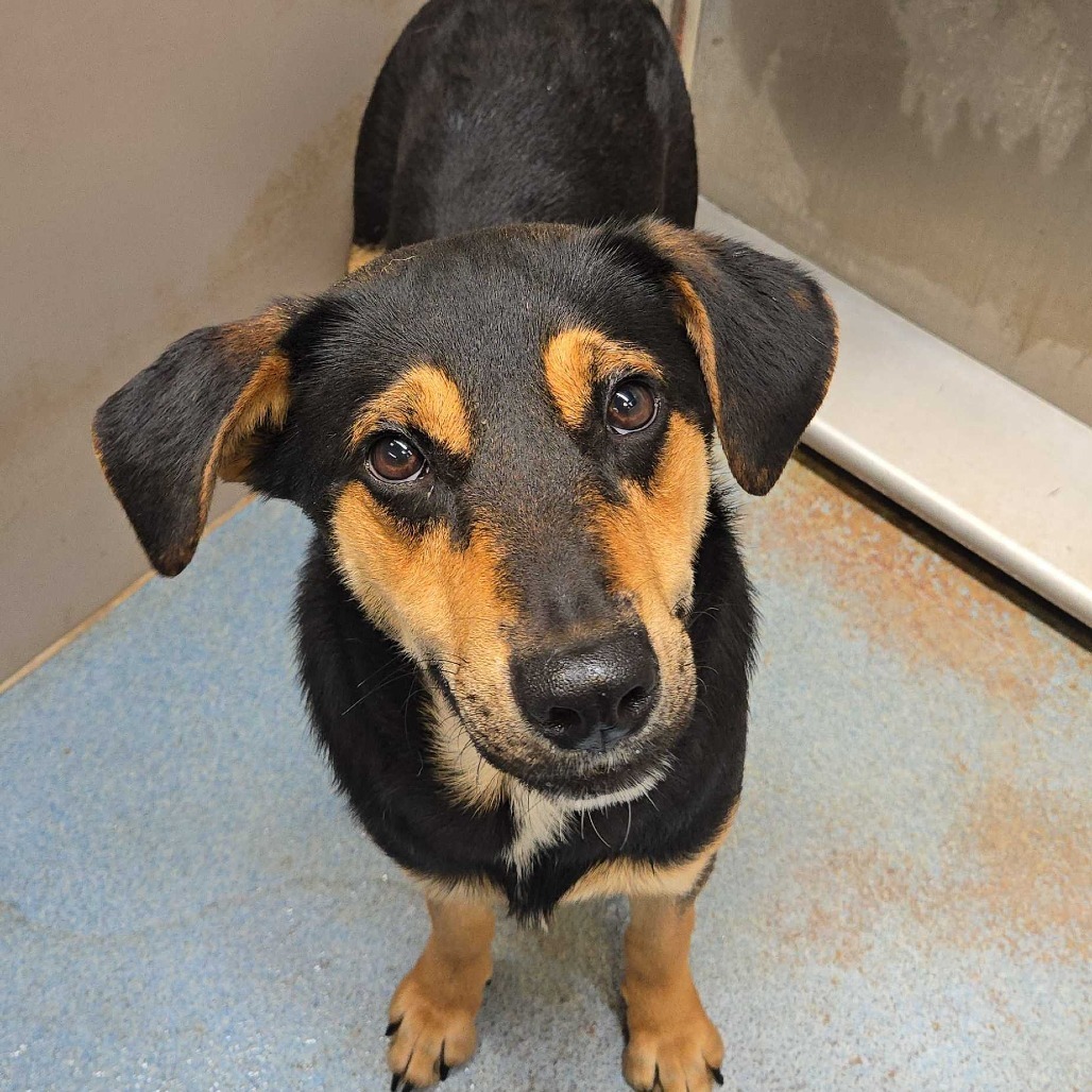 GANSITO - Shepherd available for adoption