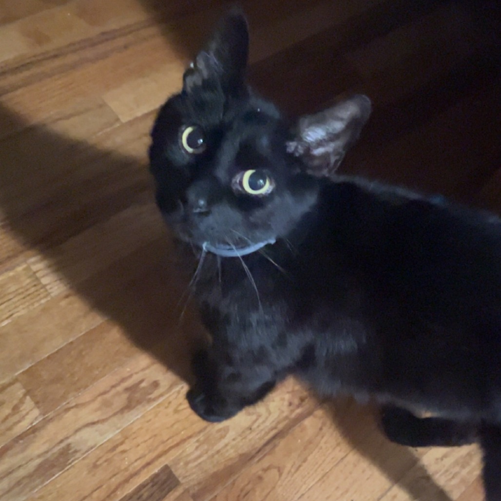 Photo of Snickers 3