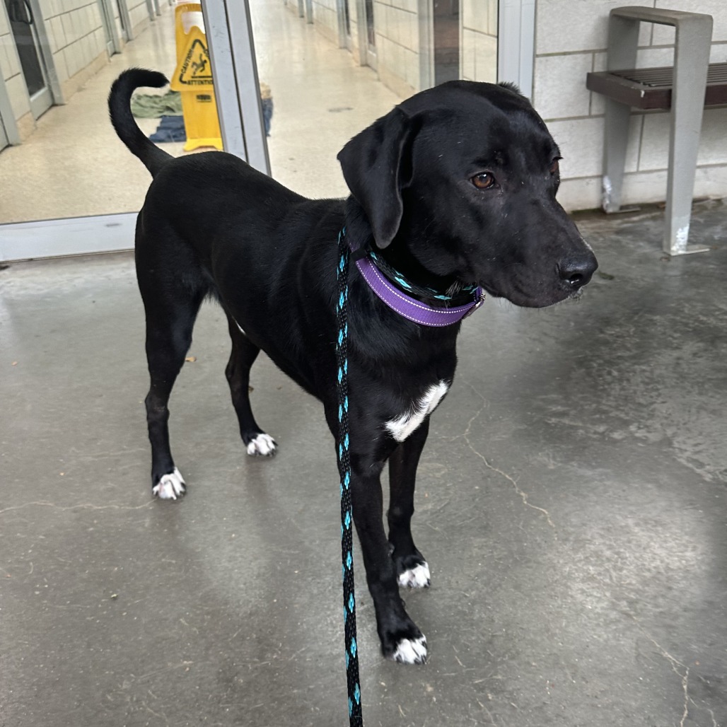 RARE BEAUTY - Retriever / Labrador available for adoption