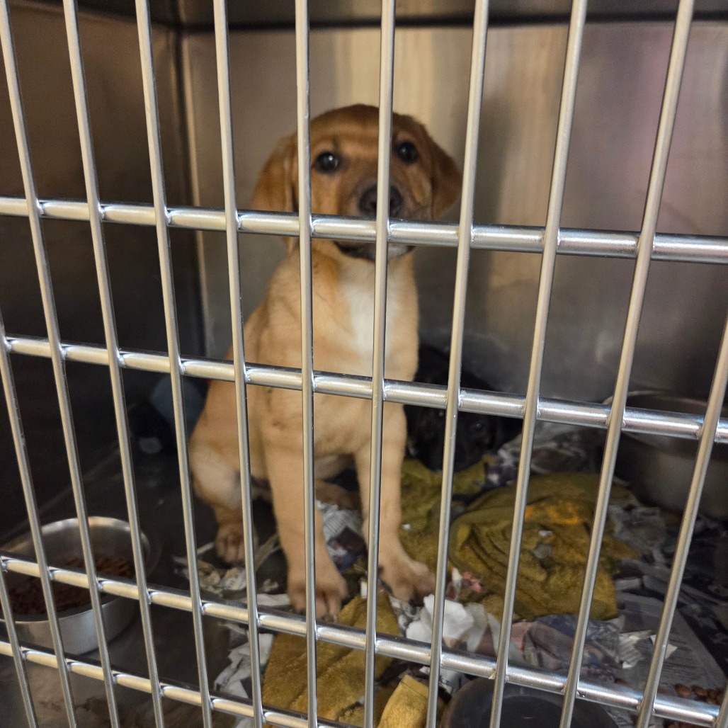 Bogie — thumbnail 3