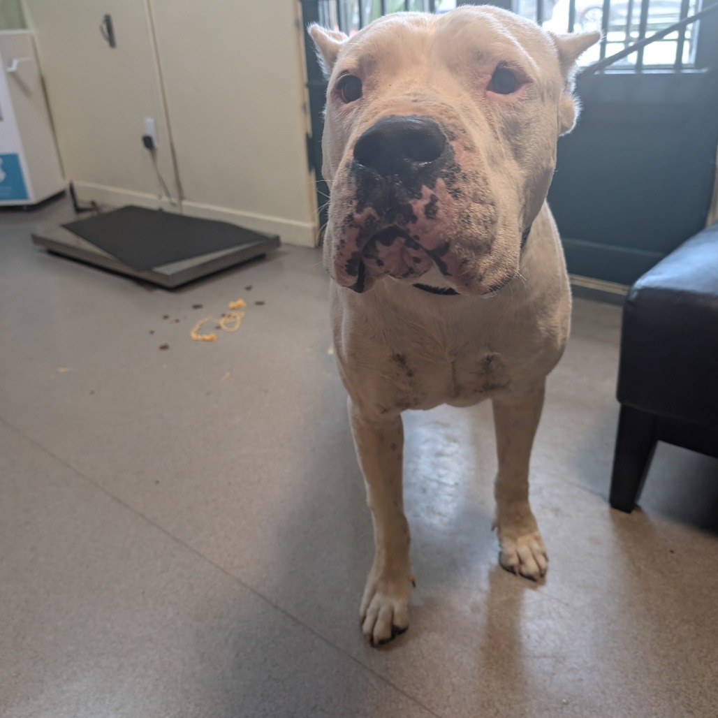 Dogo Argentino